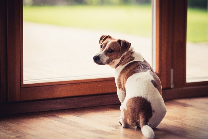 窓辺で振り返る犬