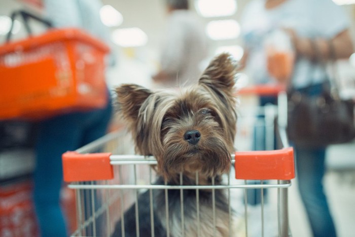 カートに乗る犬