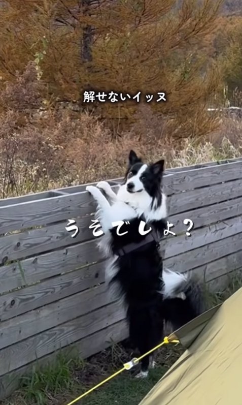 驚く中型犬