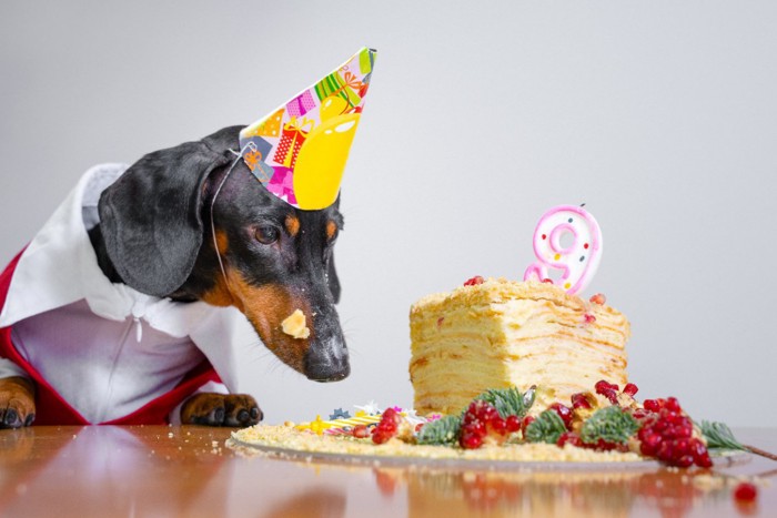 犬と誕生日ケーキ