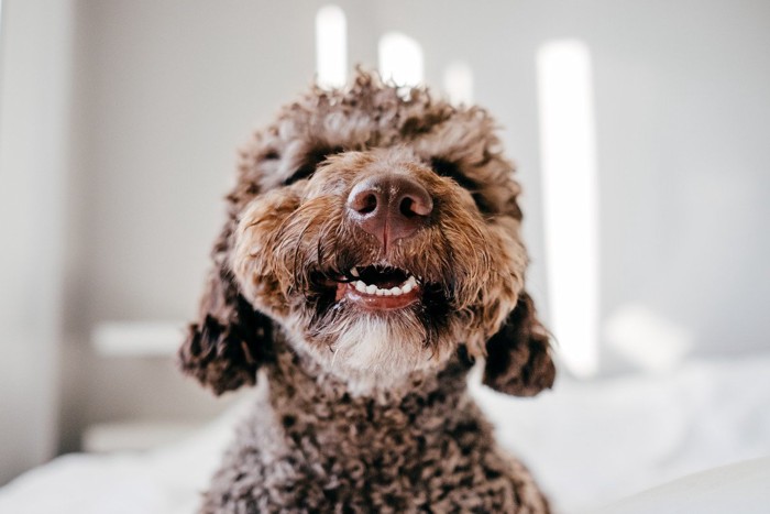 犬の口