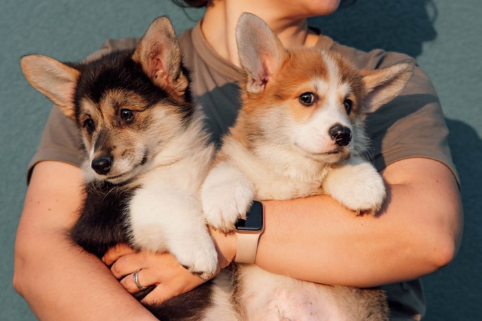 女性と2頭の子犬