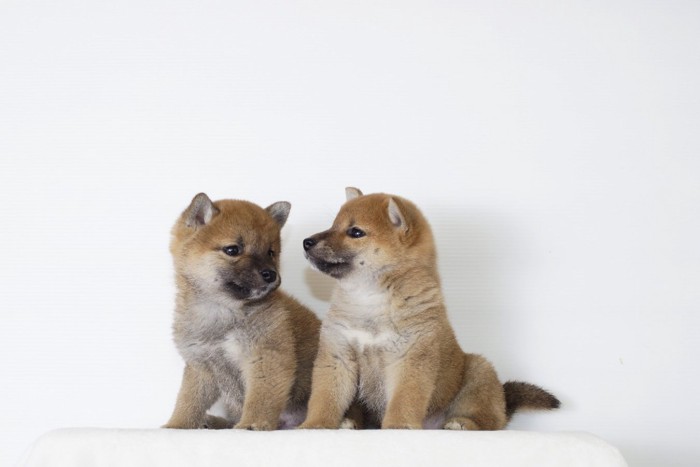 豆柴の子犬たち