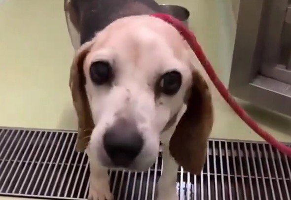 赤いリードを着けられた犬