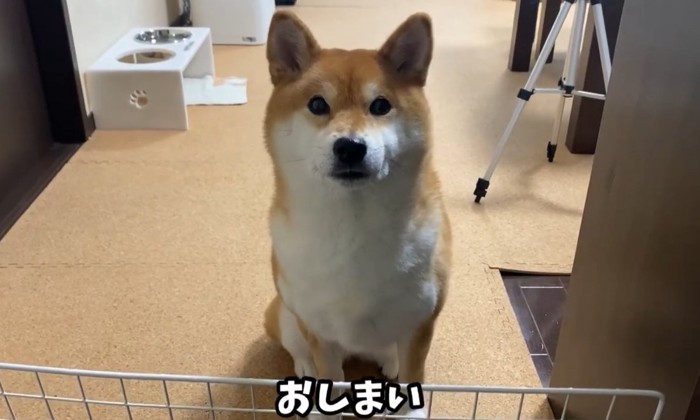 カメラ目線の犬2