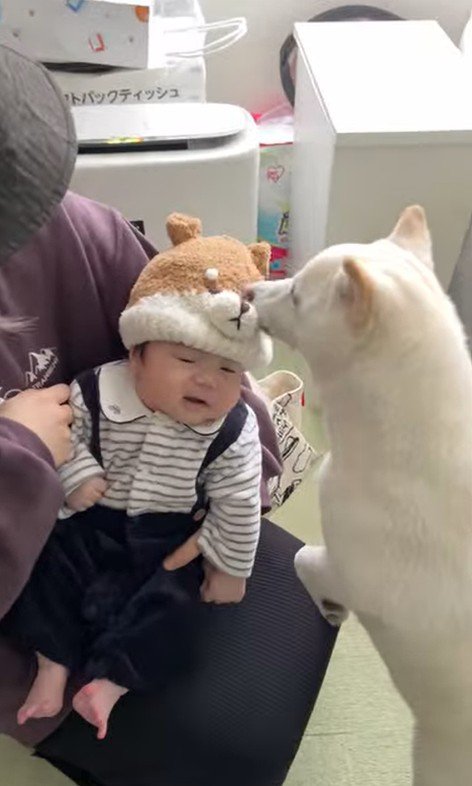 おまめちゃんと赤ちゃんの別れ3