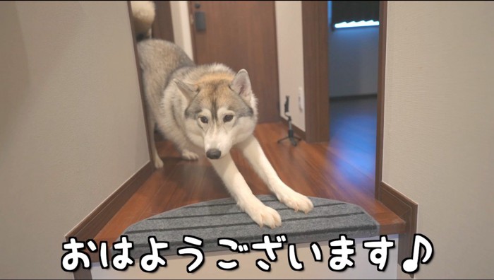 伸びをする犬