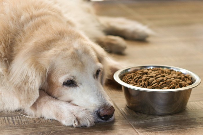 食欲のない老犬