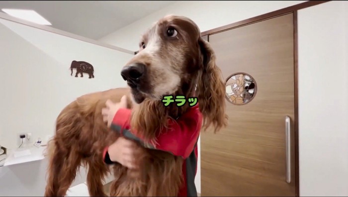 上目使いで遠くを見つめるセッター犬