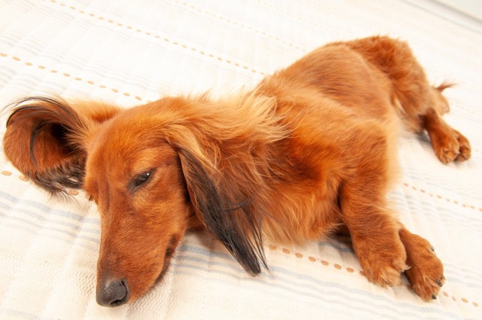 ぐったりした犬