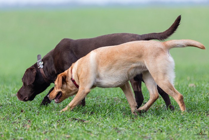 匂いをたどる犬たち