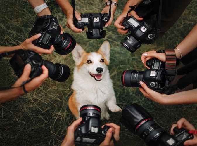 カメラを近づけられる犬