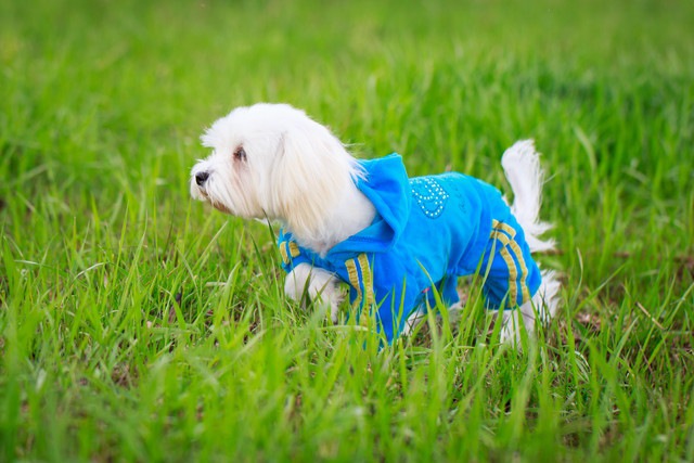 立ち止まる服を着た犬