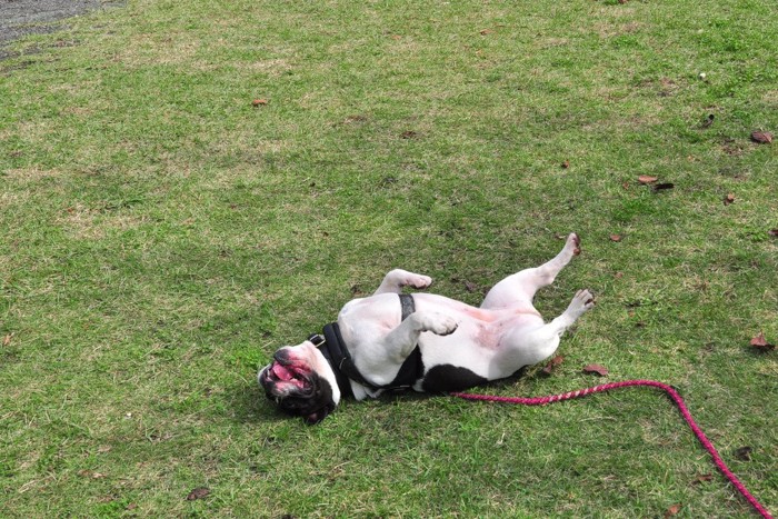 芝生の上であおむけになる犬