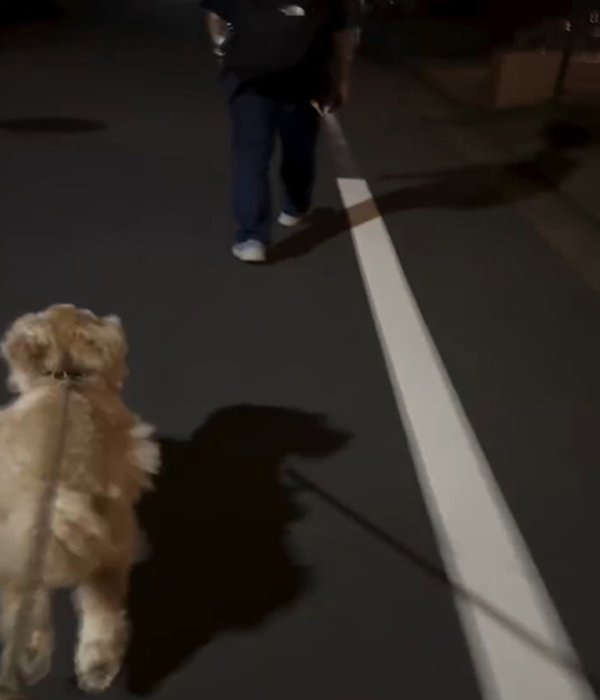 人に近づく犬