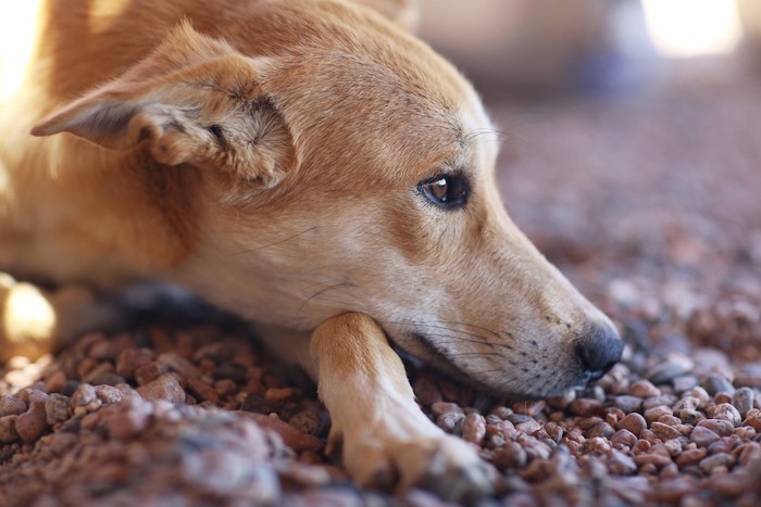 悲しげな犬の顔アップ