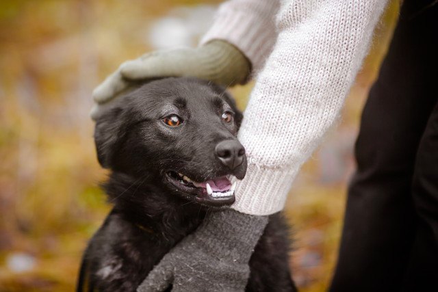 黒い犬