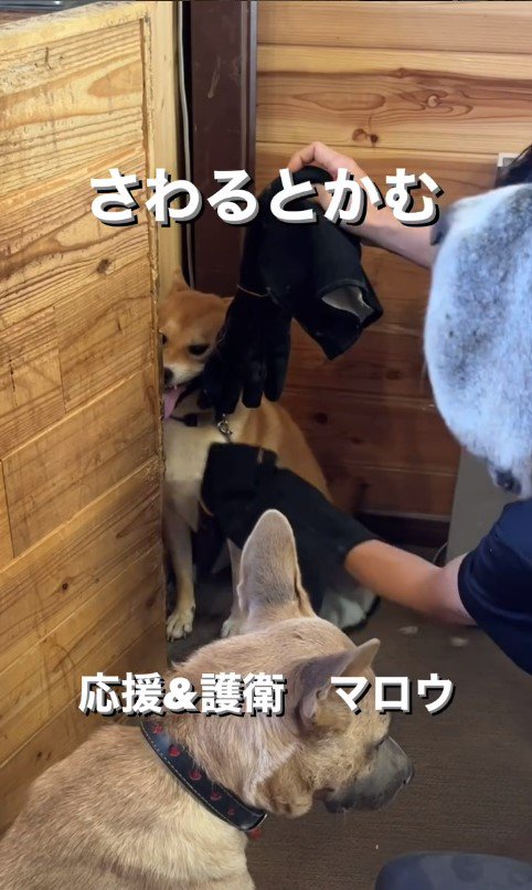 触ると咬む犬のリハビリ7