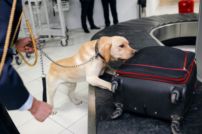 においを嗅ぐ犬