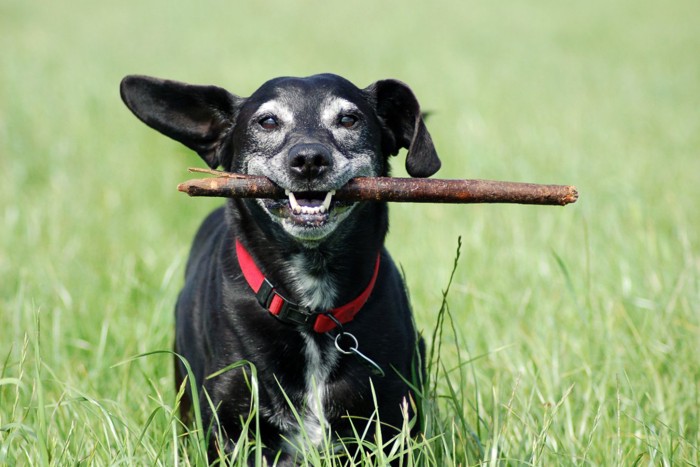 枝を咥えた元気なシニア犬