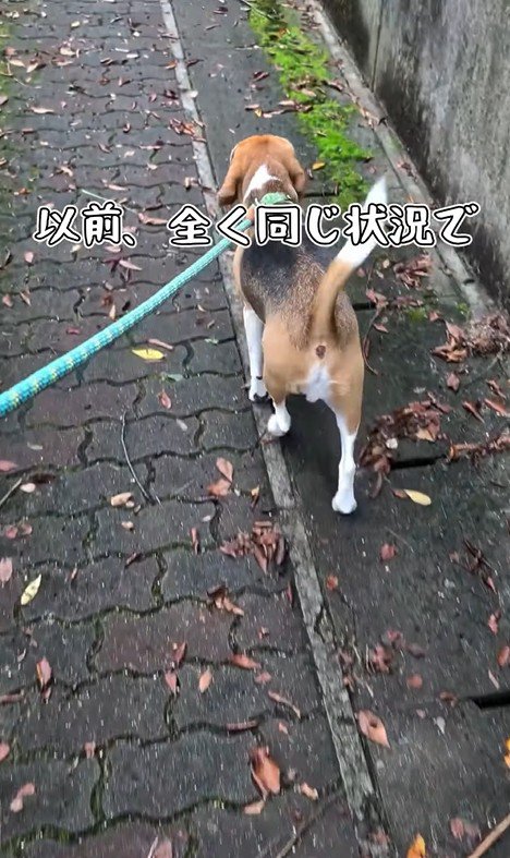 足をかばうこま君4