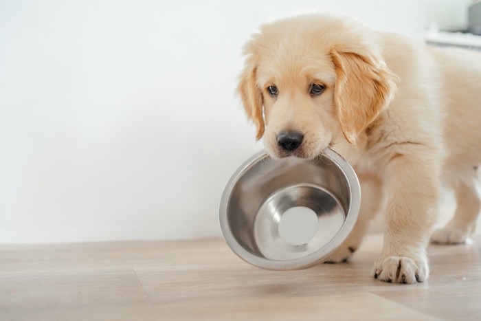 食器をくわえているゴールデンレトリバーの子犬