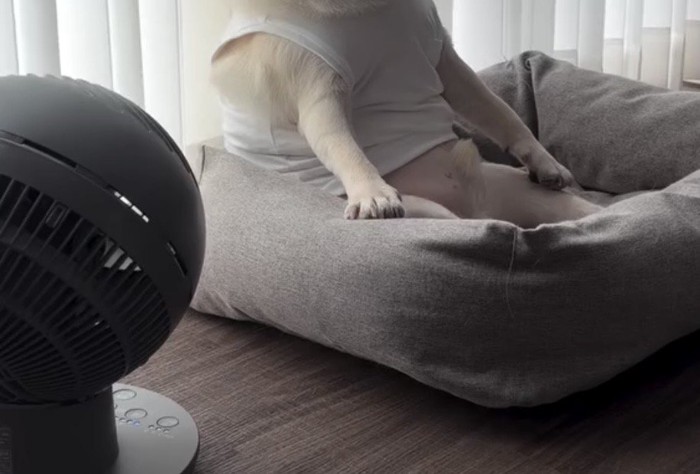 クッションに腰掛ける犬の足
