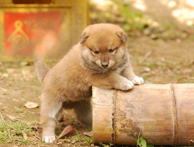 柴犬のアップ