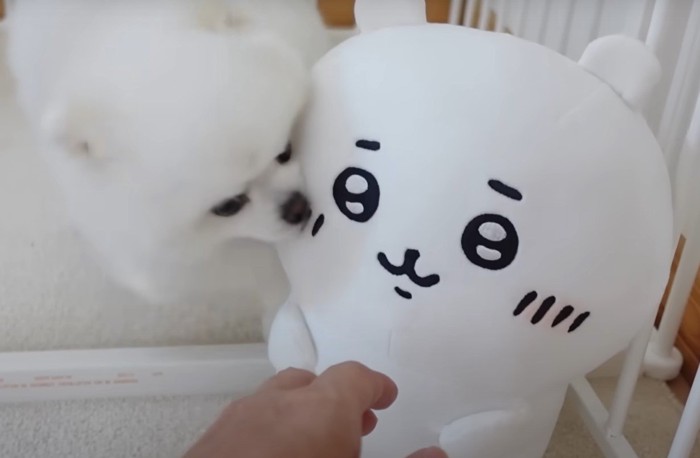 ぬいぐるみを噛む犬