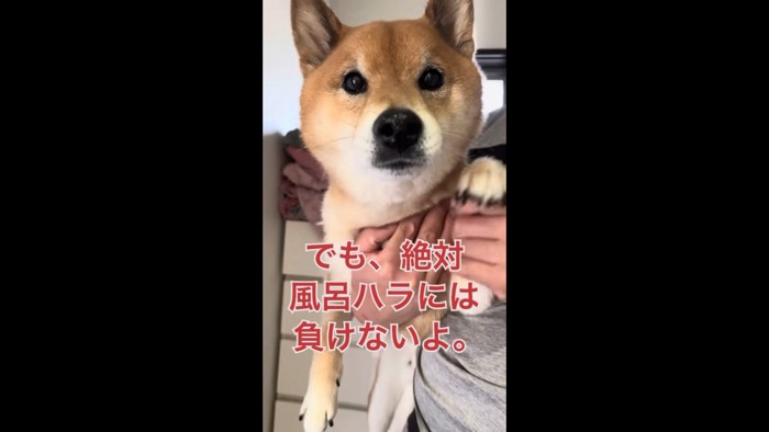 捕獲されてしおらしくなったロックくん