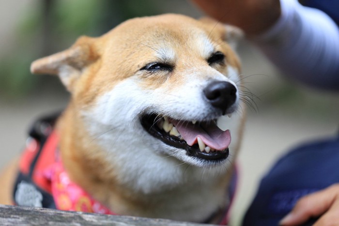 笑顔の柴犬の顔のアップ