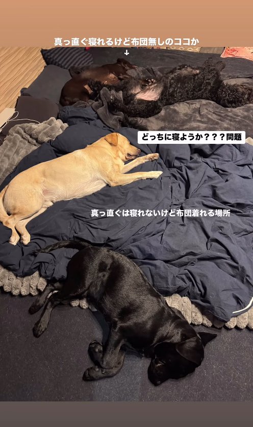 布団の上で眠る4匹の大型犬