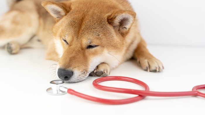 聴診器のそばで床に伏せている柴犬
