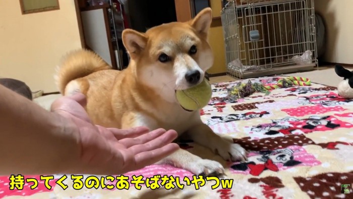 素直にボールを渡してくれません(笑)