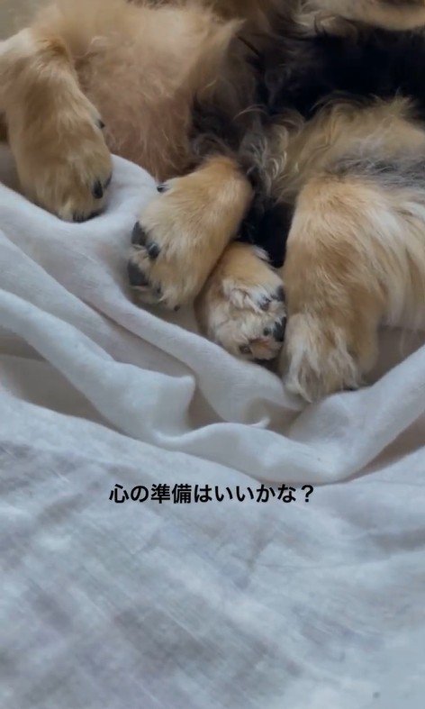 寄り添って眠っている2匹