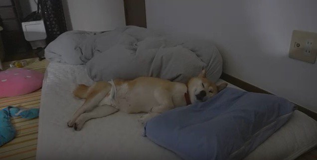 堂々と眠る柴犬の小春