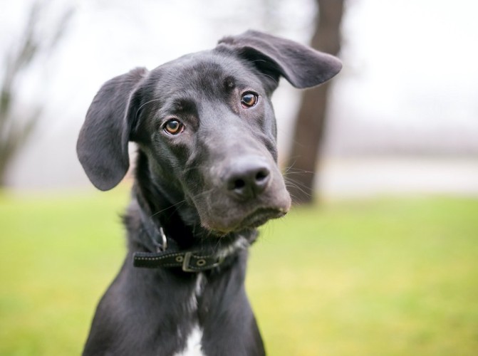 首を傾げて考えている黒い犬