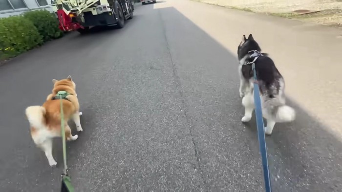 散歩を楽しむ2匹
