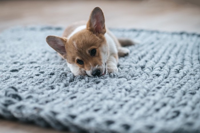 犬用マットと犬