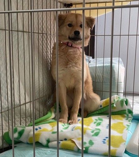 お座りするナナちゃん