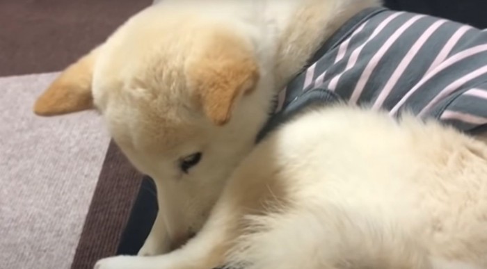 下を向く犬