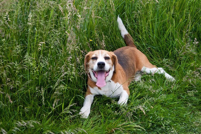 草むらで休憩するビーグル犬