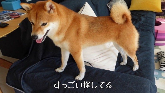 諦めずに探し続ける花子ちゃん