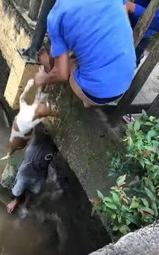 引き上げられる犬