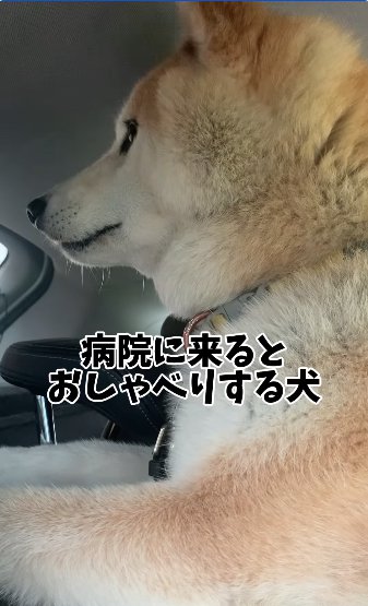 車の中で外を見つめる柴犬「病院に来るとおしゃべりする犬」