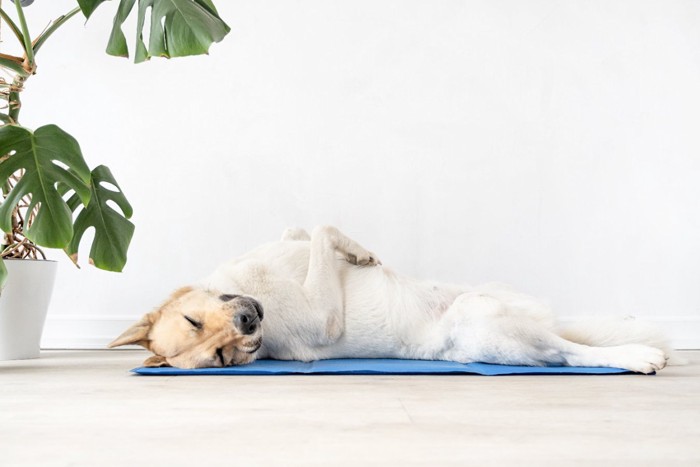 仰向けに寝ている犬