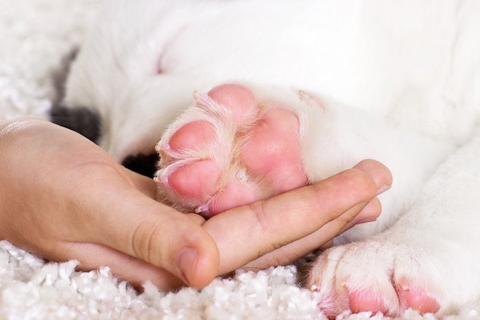 犬の足を触る人