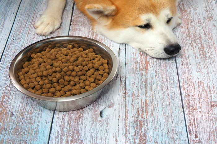 食欲不振の犬