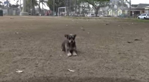 伏せる犬