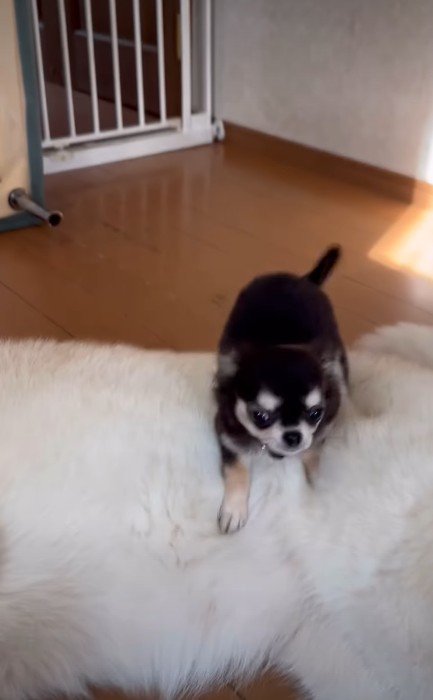 しっかり踏み込んで…